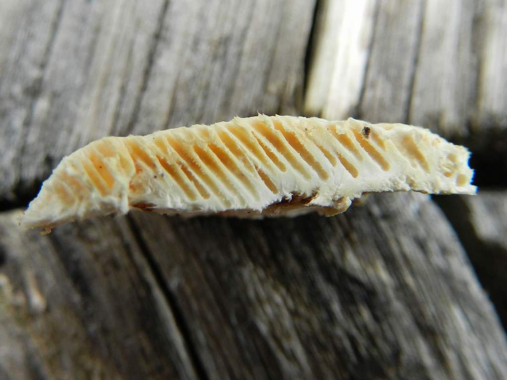 Fungo da individuare